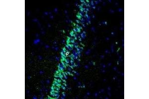 Expression of Gastric inhibitory polypeptide receptor in rat hippocampus - Immunohistochemical staining of perfusion-fixed frozen rat brain sections using Anti-GIPR (extracellular) Antibody (ABIN7043209, ABIN7044412 and ABIN7044413), (1:400), followed by anti-rabbit-Alexa-488 antibody. (GIPR antibody  (Extracellular, N-Term))