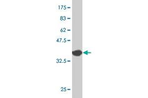 Western Blot detection against Immunogen (36. (TBX3 antibody  (AA 311-410))
