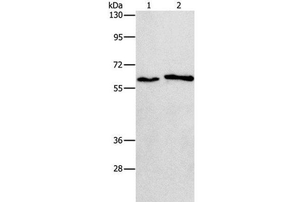 CHRNA2 antibody