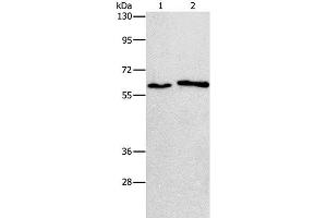 Western Blot analysis of A172 and A549 cell using CHRNA2 Polyclonal Antibody at dilution of 1:950 (CHRNA2 antibody)