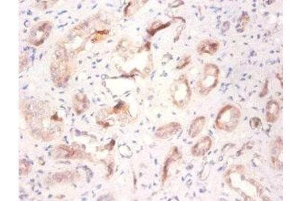 ATP6V1F antibody  (AA 1-119)