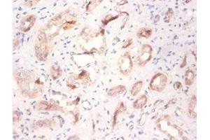 Immunohistochemistry of paraffin-embedded human kidney tissue using ABIN7175258 at dilution of 1:100