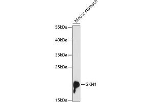 Western blot analysis of extracts of mouse stomach, using GKN1 antibody (ABIN6131914, ABIN6141110, ABIN6141111 and ABIN6216976) at 1:3000 dilution.
