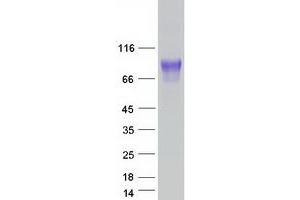 Validation with Western Blot (CADM1 Protein (Transcript Variant 1) (Myc-DYKDDDDK Tag))