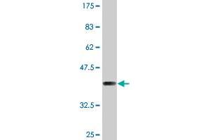 SULT1C4 antibody  (AA 1-102)