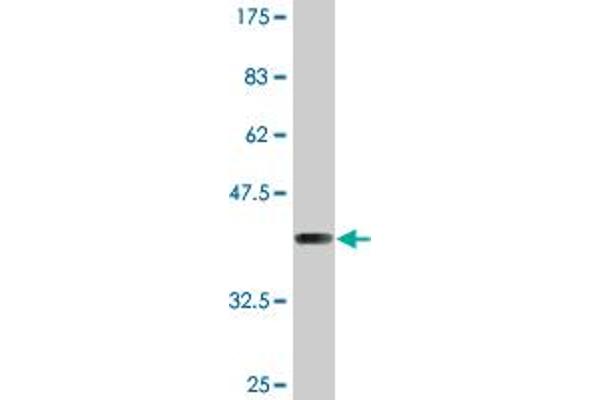 SULT1C4 antibody  (AA 1-102)