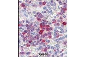 Formalin-fixed and paraffin-embedded human Spleen tissue reacted with PIM3 antibody (C-term) (ABIN391253 and ABIN2841313) , which was peroxidase-conjugated to the secondary antibody, followed by AEC staining. (PIM3 antibody  (C-Term))