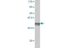 Western Blot detection against Immunogen (36. (FADD antibody  (AA 109-208))