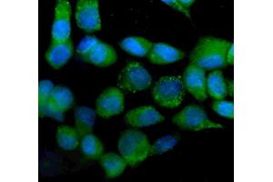IF analysis of IDH2 using anti-IDH2 antibody (ABIN7602785). (IDH2 antibody  (C-Term))