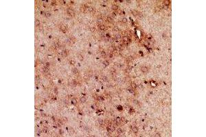 Immunohistochemical analysis of RRP7A/B staining in mouse brain formalin fixed paraffin embedded tissue section. (RRP7A/B (C-Term) antibody)