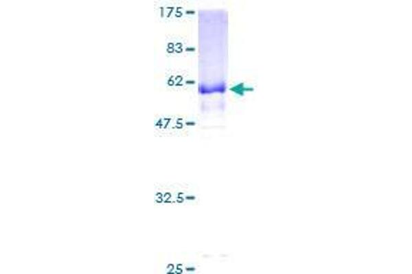 GNPTG Protein (AA 19-304) (GST tag)