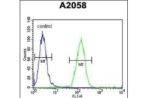 FOXC2 Antibody (Center ) (ABIN651936 and ABIN2840463) flow cytometric analysis of  cells (right histogram) compared to a negative control cell (left histogram). (FOXC2 antibody  (AA 159-186))