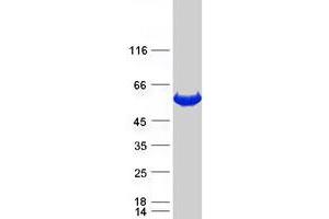 Validation with Western Blot