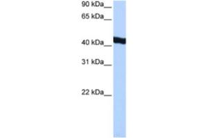 Western Blotting (WB) image for anti-General Transcription Factor IIA, 1-Like (GTF2A1L) antibody (ABIN2463375) (GTF2A1L antibody)