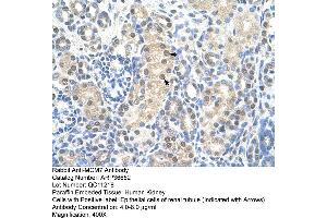 Human kidney (MCM7 antibody  (Middle Region))