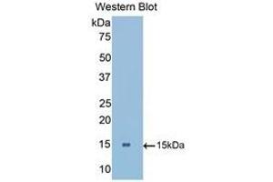 Western Blotting (WB) image for anti-Low Density Lipoprotein Receptor-Related Protein Associated Protein 1 (LRPAP1) (AA 184-298) antibody (ABIN1175993) (LRPAP1 antibody  (AA 184-298))