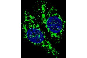 Fluorescent confocal image of  cells stained with AIFM1 (N-term) antibody. (AIF antibody  (N-Term))