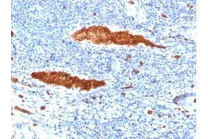 Formalin-fixed, paraffin-embedded human Tonsil stained with Glycophorin A Mouse Monoclonal Antibody (JC159). (CD235a/GYPA antibody)