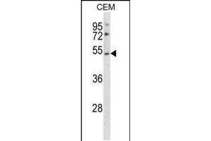 Western blot analysis in CEM cell line lysates (35ug/lane). (P2RY2 antibody  (C-Term))