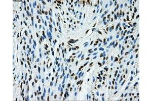 Immunohistochemical staining of paraffin-embedded Ovary tissue using anti-GRIPAP1mouse monoclonal antibody.