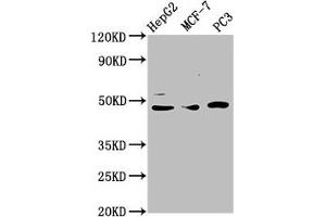 Western Blot Positive WB detected in: HepG2 whole cell lysate, MCF-7 whole cell lysate, PC-3 whole cell lysate All lanes: TEAD1 antibody at 3. (TEAD1 antibody  (AA 135-215))
