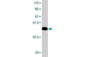 Western Blot detection against Immunogen (36. (MGAT4A antibody  (AA 436-535))