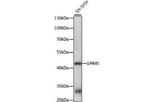 Western blot analysis of extracts of SH-SY5Y cells, using GPR45 antibody (ABIN7267308) at 1:1000 dilution. (GPR45 antibody  (AA 150-250))