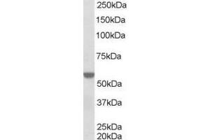 Image no. 1 for anti-Retinoid X Receptor, alpha (RXRA) (AA 68-82) antibody (ABIN291111) (Retinoid X Receptor alpha antibody  (AA 68-82))