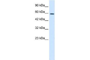 WB Suggested Anti-TBX4 Antibody Titration:  0. (TBX4 antibody  (Middle Region))