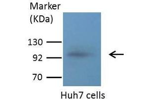 WB Image Sample (30 ug of whole cell lysate) A: A431 , B: H1299 7. (MMP 9 antibody)
