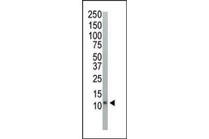 Western blot analysis of anti-Ubiquitin Pab (ABIN388040 and ABIN2845549) in HeLa cell lysate. (Ubiquitin antibody  (AA 36-66))