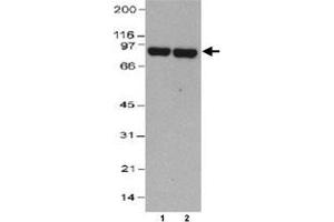Western blot analysis of THOP1 in HeLa whole cell lysate (30 ug) (Lane 1 : 0. (Thimet Oligopeptidase 1 antibody  (AA 56-72))