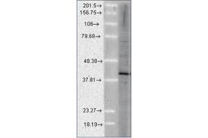 Western Blotting (WB) image for anti-Activator of HSP90 ATPase Activity 1 (AHSA1) antibody (ABIN487505) (AHSA1 antibody)