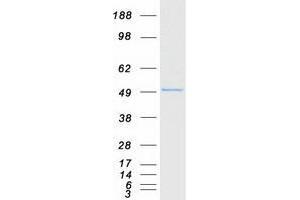 Validation with Western Blot