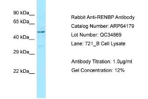 Western Blotting (WB) image for anti-Renin Binding Protein (RENBP) (C-Term) antibody (ABIN971552) (RENBP antibody  (C-Term))