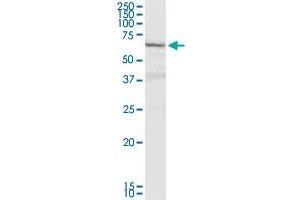 DTX2 MaxPab rabbit polyclonal antibody. (DTX2 antibody  (AA 1-622))