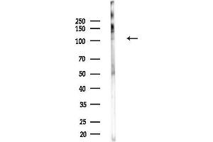 anti-PMS1 Postmeiotic Segregation Increased 1 (S. Cerevisiae) (PMS1) (Internal Region) antibody