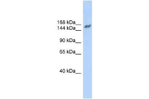 WB Suggested Anti-NCOA3 Antibody Titration:  0. (NCOA3 antibody  (N-Term))
