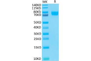 Biotinylated Human B7-H3 (4Ig) on Tris-Bis PAGE under reduced condition.