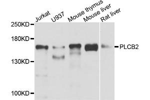 Western blot analysis of extracts of various cell lines, using PLCB2 antibody (ABIN5974500) at 1/1000 dilution. (Phospholipase C beta 2 antibody)