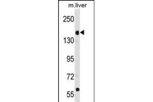 UBR1 Antibody (N-term) (ABIN1881972 and ABIN2839042) western blot analysis in mouse liver tissue lysates (35 μg/lane). (UBR1 antibody  (N-Term))