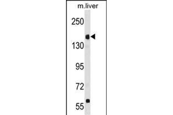UBR1 anticorps  (N-Term)