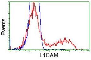 Image no. 3 for anti-L1 Cell Adhesion Molecule (L1CAM) antibody (ABIN1499086) (L1CAM antibody)