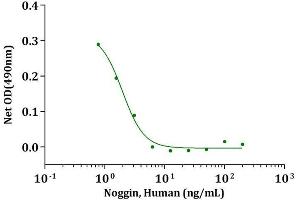 Noggin, Human inhibit BMP-4 induced alkaline phosphatase production in ATDC-5 cells. (NOG Protein (AA 28-232))