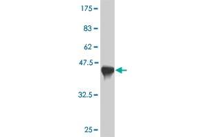 NACA2 antibody  (AA 116-215)