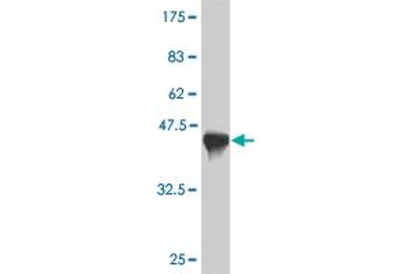 NACA2 antibody  (AA 116-215)