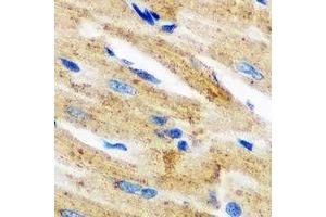 Immunohistochemical analysis of Epsilon-sarcoglycan staining in mouse heart formalin fixed paraffin embedded tissue section. (SGCE antibody)