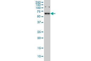 CCDC6 monoclonal antibody (M03), clone 5D11 Western Blot analysis of CCDC6 expression in K-562 . (CCDC6 antibody  (AA 375-474))