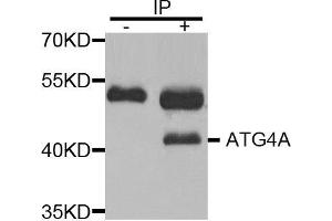 Immunoprecipitation (IP) image for anti-Autophagy related 4A Cysteine Peptidase (ATG4A) (AA 289-398) antibody (ABIN3023409) (ATG4A antibody  (AA 289-398))
