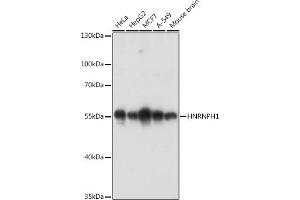 Western blot analysis of extracts of various cell lines, using HNRNPH1 antibody (ABIN6133752, ABIN6141911, ABIN6141912 and ABIN7101789) at 1:3000 dilution. (HNRNPH1 antibody)